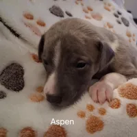 Aspen , a male Whippet for sale in Ypsilanti, MI – Photo 2 of 7