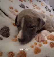 Aspen , a male Whippet for sale in Ypsilanti, MI – Photo 2 of 7