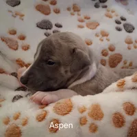 Aspen , a male Whippet for sale in Ypsilanti, MI – Photo 1 of 7