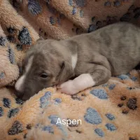 Aspen , a male Whippet for sale in Ypsilanti, MI – Photo 3 of 7