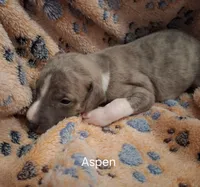 Aspen , a male Whippet for sale in Ypsilanti, MI – Photo 3 of 7