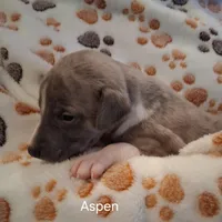 Aspen , a male Whippet for sale in Ypsilanti, MI – Photo 6 of 7