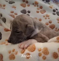 Aspen , a male Whippet for sale in Ypsilanti, MI – Photo 6 of 7