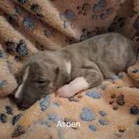 Aspen , a male Whippet for sale in Ypsilanti, MI – Photo 5 of 7