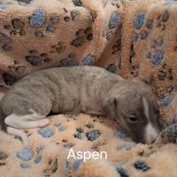 Aspen , a male Whippet for sale in Ypsilanti, MI – Photo 7 of 7
