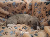 Aspen , a male Whippet for sale in Ypsilanti, MI – Photo 7 of 7