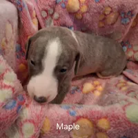 Maple , a female Whippet for sale in Ypsilanti, MI – Photo 2 of 6