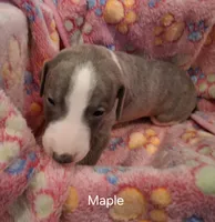 Maple , a female Whippet for sale in Ypsilanti, MI – Photo 2 of 6