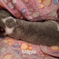 Maple , a female Whippet for sale in Ypsilanti, MI – Photo 6 of 6