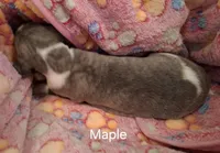Maple , a female Whippet for sale in Ypsilanti, MI – Photo 6 of 6
