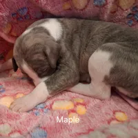 Maple , a female Whippet for sale in Ypsilanti, MI – Photo 3 of 6