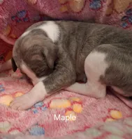 Maple , a female Whippet for sale in Ypsilanti, MI – Photo 3 of 6