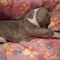 Maple , a female Whippet for sale in Ypsilanti, MI – Photo 5 of 6