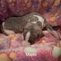 Maple , a female Whippet for sale in Ypsilanti, MI – Photo 4 of 6