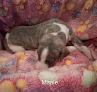 Maple , a female Whippet for sale in Ypsilanti, MI – Photo 4 of 6