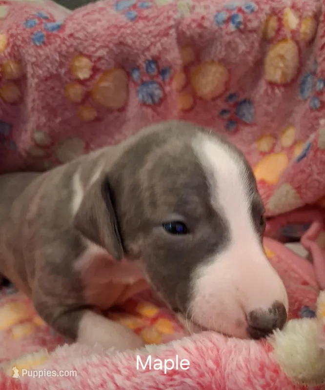 Maple , a female Whippet for sale in Ypsilanti, MI – Photo 1 of 6