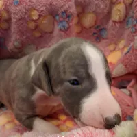 Maple , a female Whippet for sale in Ypsilanti, MI – Photo 1 of 6