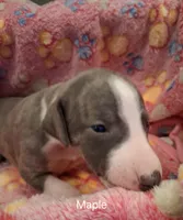 Maple , a female Whippet for sale in Ypsilanti, MI – Photo 1 of 6