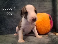 puppy 4, a male Whippet for sale in Ypsilanti, MI – 2 of 4