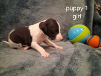 puppy 1 , a female Whippet for sale in Ypsilanti, MI – 2 of 3