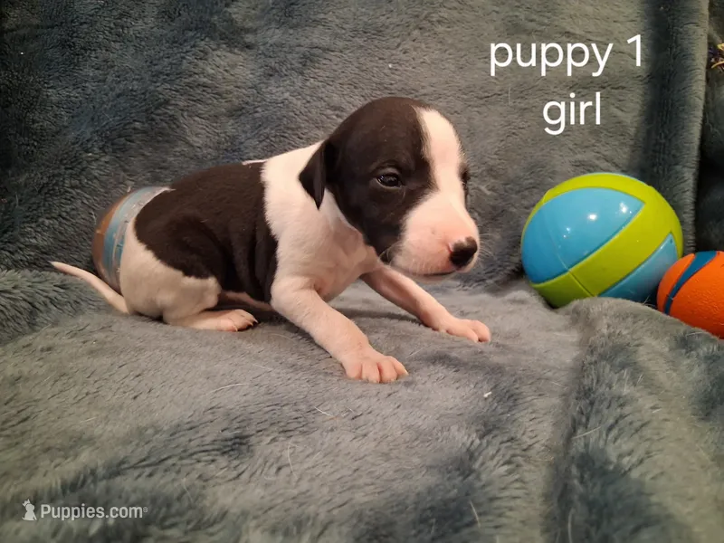 puppy 1  – Whippet puppy for sale in Ypsilanti, MI