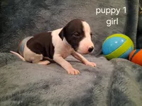 puppy 1 , a female Whippet for sale in Ypsilanti, MI – 1 of 3