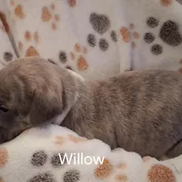 Willow , a female Whippet for sale in Ypsilanti, MI – Photo 5 of 7