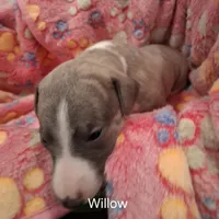 Willow , a female Whippet for sale in Ypsilanti, MI – Photo 3 of 7