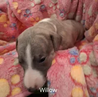 Willow , a female Whippet for sale in Ypsilanti, MI – Photo 3 of 7