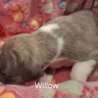 Willow , a female Whippet for sale in Ypsilanti, MI – Photo 7 of 7