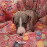 Willow , a female Whippet for sale in Ypsilanti, MI – Photo 4 of 7