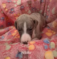 Willow , a female Whippet for sale in Ypsilanti, MI – Photo 4 of 7