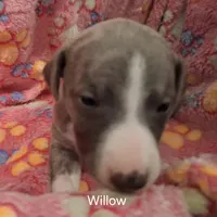 Willow , a female Whippet for sale in Ypsilanti, MI – Photo 2 of 7