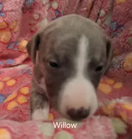 Willow , a female Whippet for sale in Ypsilanti, MI – Photo 2 of 7