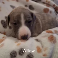 Willow , a female Whippet for sale in Ypsilanti, MI – Photo 1 of 7