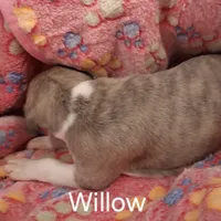 Willow , a female Whippet for sale in Ypsilanti, MI – Photo 6 of 7