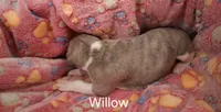 Willow , a female Whippet for sale in Ypsilanti, MI – Photo 6 of 7