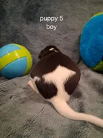 puppy 5, a male Whippet for sale in Ypsilanti, MI – 5 of 5