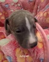 Juniper , a female Whippet for sale in Ypsilanti, MI – Photo 5 of 8