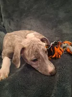 Juniper , a female Whippet for sale in Ypsilanti, MI – Photo 1 of 10