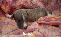 Juniper , a female Whippet for sale in Ypsilanti, MI – Photo 3 of 8