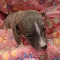 Juniper , a female Whippet for sale in Ypsilanti, MI – Photo 10 of 10