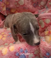 Juniper , a female Whippet for sale in Ypsilanti, MI – Photo 6 of 8