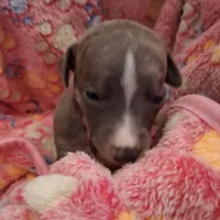 Juniper , a female Whippet for sale in Ypsilanti, MI – Photo 9 of 10