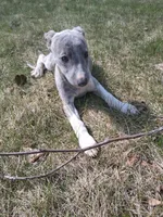 Juniper , a female Whippet for sale in Ypsilanti, MI – Photo 4 of 10