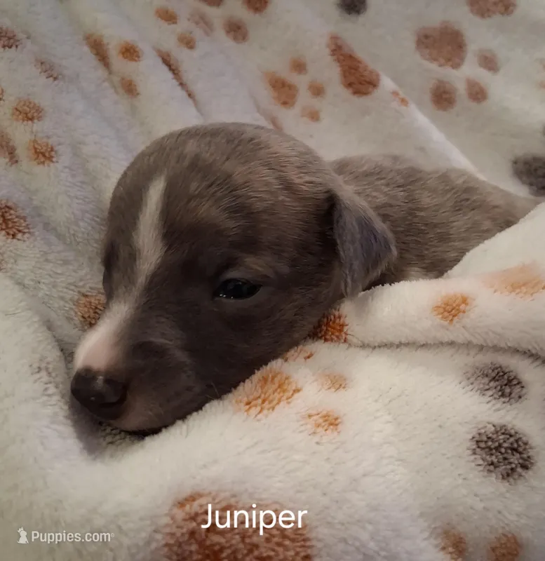 Juniper , a female Whippet for sale in Ypsilanti, MI – Photo 1 of 8