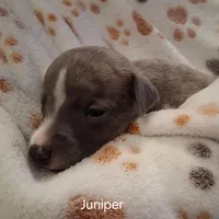 Juniper , a female Whippet for sale in Ypsilanti, MI – Photo 8 of 10