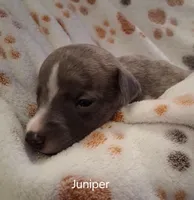 Juniper , a female Whippet for sale in Ypsilanti, MI – Photo 1 of 8