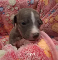 Juniper , a female Whippet for sale in Ypsilanti, MI – Photo 2 of 8