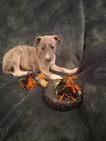 Juniper , a female Whippet for sale in Ypsilanti, MI – Photo 2 of 10